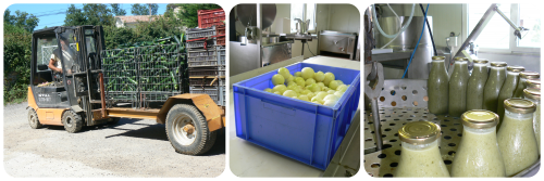 Récolte et transformation des courgettes - Août 2015