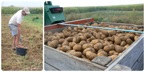 Récolte des pommes de terre - Septembre 2015